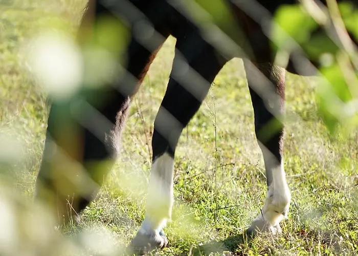 Alte Schule Schorfheide Lägenhet *